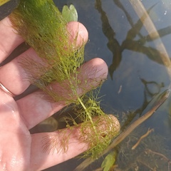 Utricularia