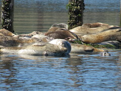 Phoca vitulina richardii