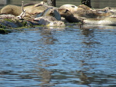 Phoca vitulina richardii