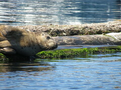 Phoca vitulina richardii