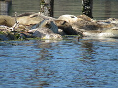 Phoca vitulina richardii