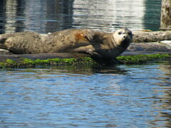 Phoca vitulina richardii