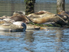 Phoca vitulina richardii