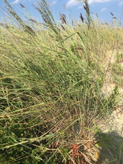 Panicum amarum