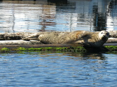 Phoca vitulina richardii