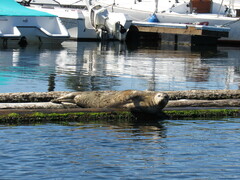 Phoca vitulina richardii