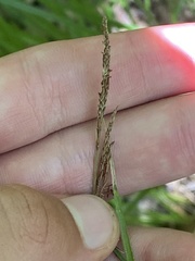 Carex vestita