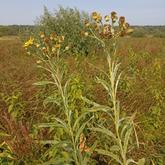 Jacobaea paludosa lanata