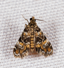 Elophila obliteralis