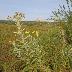 Jacobaea paludosa lanata