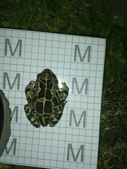 Sclerophrys pantherina