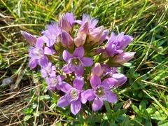 Gentianella germanica