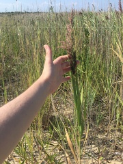Phragmites