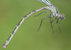 Enallagma annexum