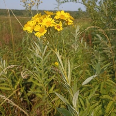 Jacobaea paludosa lanata