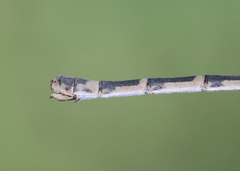 Enallagma annexum