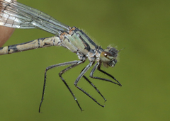 Enallagma annexum