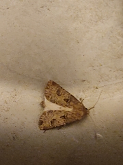 Agrotis bigramma