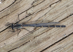 Enallagma annexum