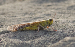 Schistocerca gregaria