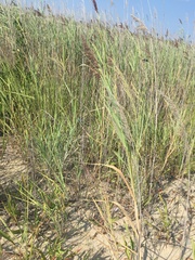 Phragmites