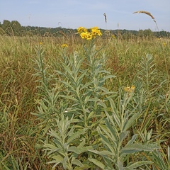 Jacobaea paludosa lanata