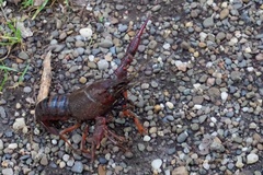 Procambarus
