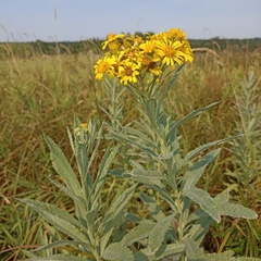 Jacobaea paludosa lanata