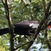 Black-fronted Piping-Guan - Photo (c) John Murnane, some rights reserved (CC BY-NC), uploaded by John Murnane