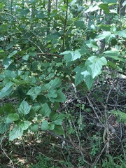 Physocarpus opulifolius