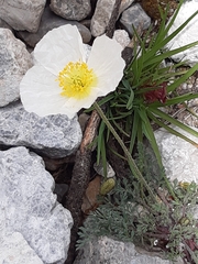 Papaver alpinum