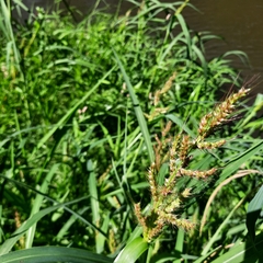 Echinochloa crus-galli