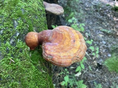 Ganoderma tsugae