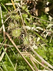 Drosera intermedia