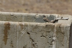 Chondestes grammacus