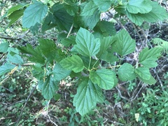 Physocarpus opulifolius