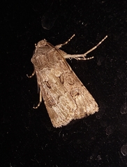 Agrotis bigramma