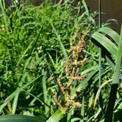 Echinochloa crus-galli