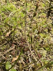 Drosera intermedia
