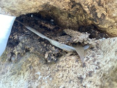 Coluber constrictor priapus