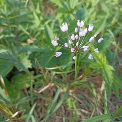 Allium angulosum