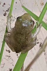 Hyla