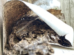 Coluber constrictor priapus