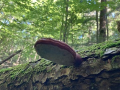 Ganoderma tsugae