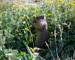 Urocitellus columbianus
