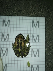 Sclerophrys pantherina