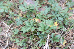 Potentilla crantzii