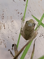Hyla