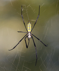 Trichonephila clavata