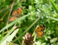Phyciodes tharos